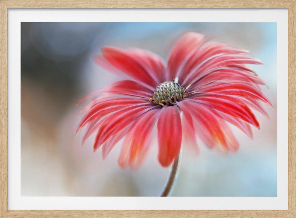 Cape Daisy* | Poster