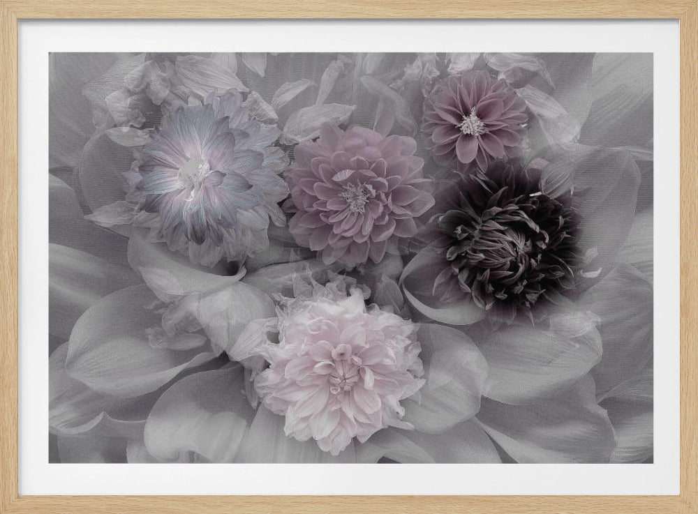 Dahlia dream | Poster