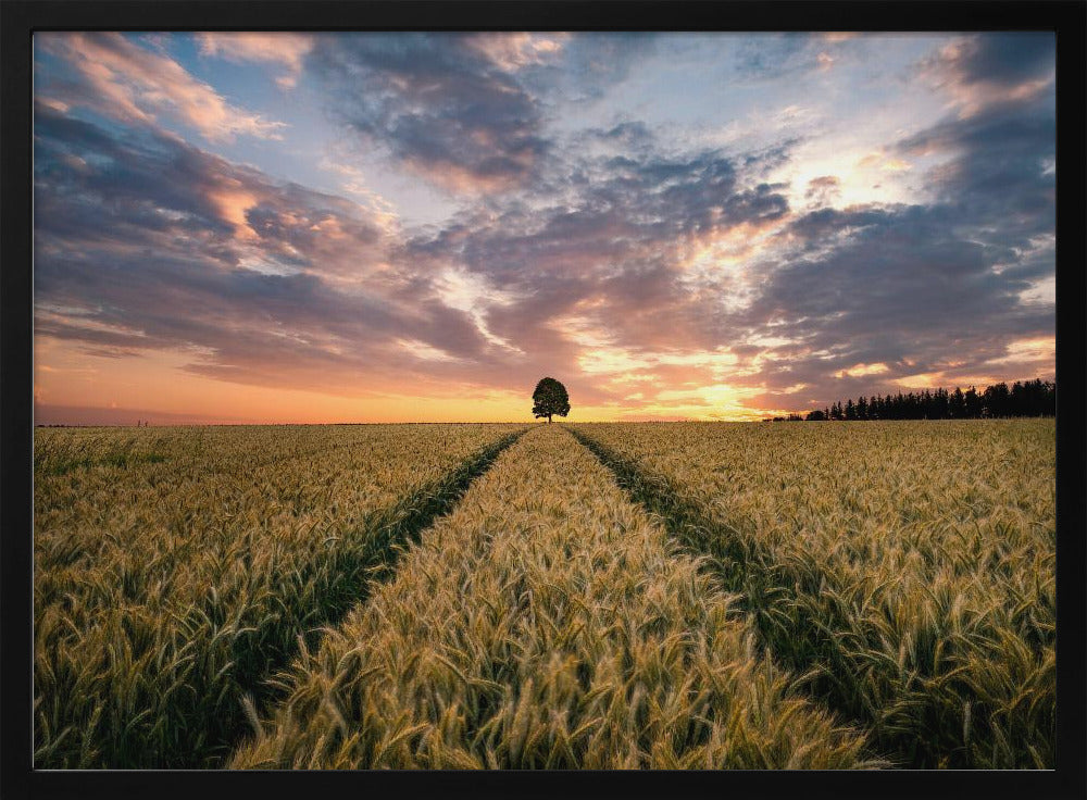 Field of dreams | Poster