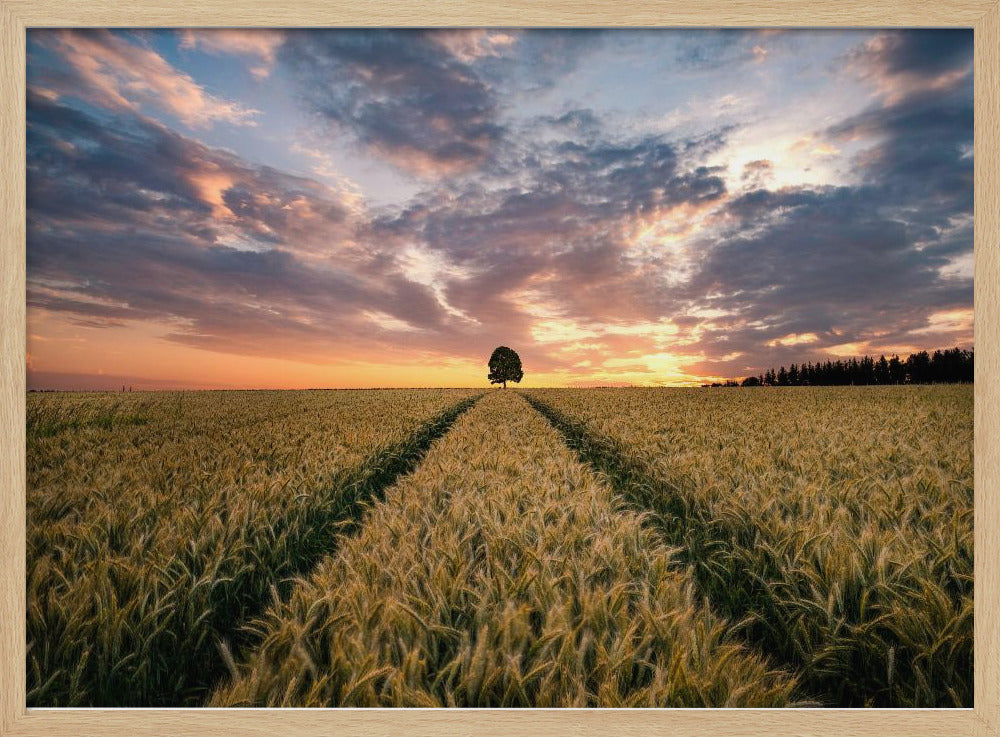 Field of dreams | Poster