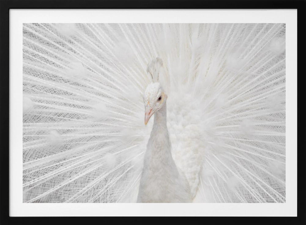 Splendid Whitie | Poster