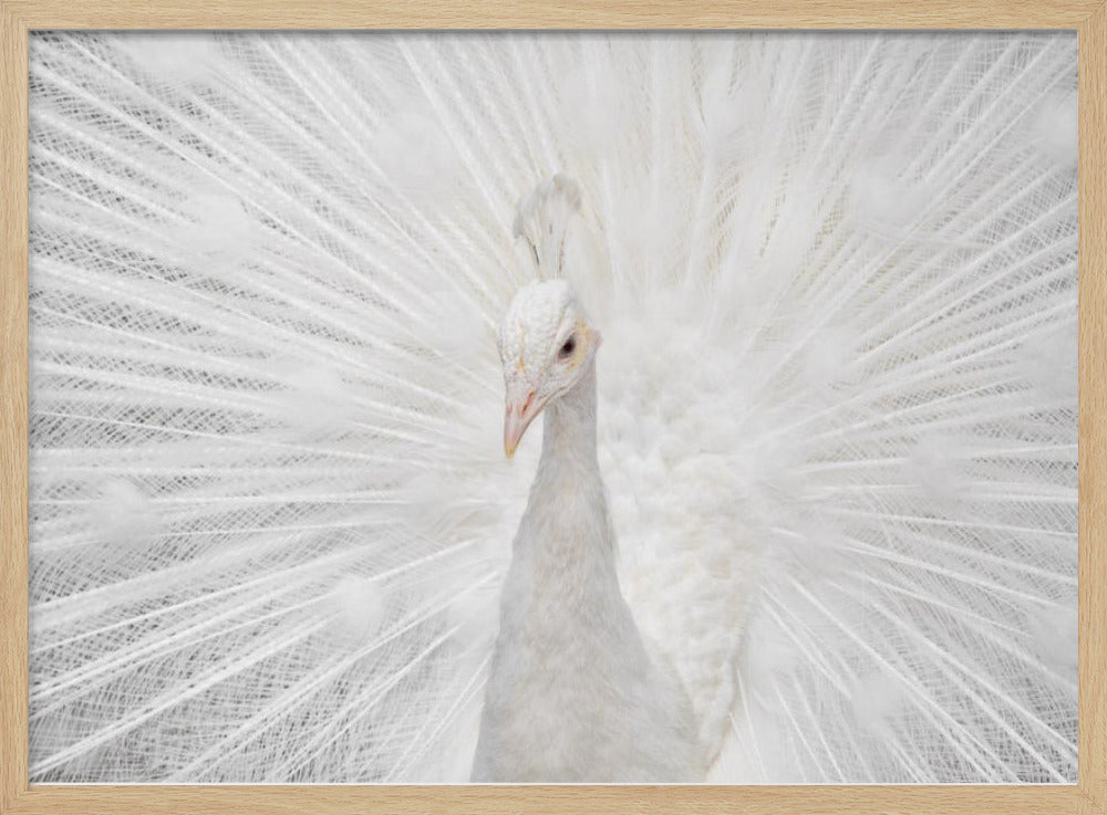 Splendid Whitie | Poster