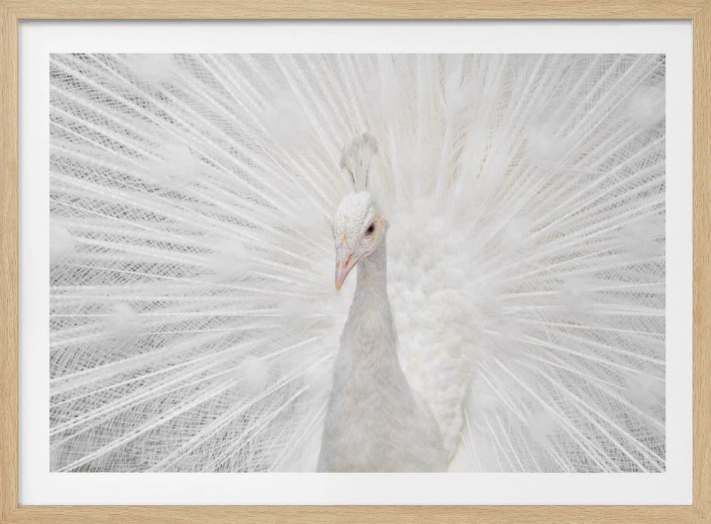 Splendid Whitie | Poster