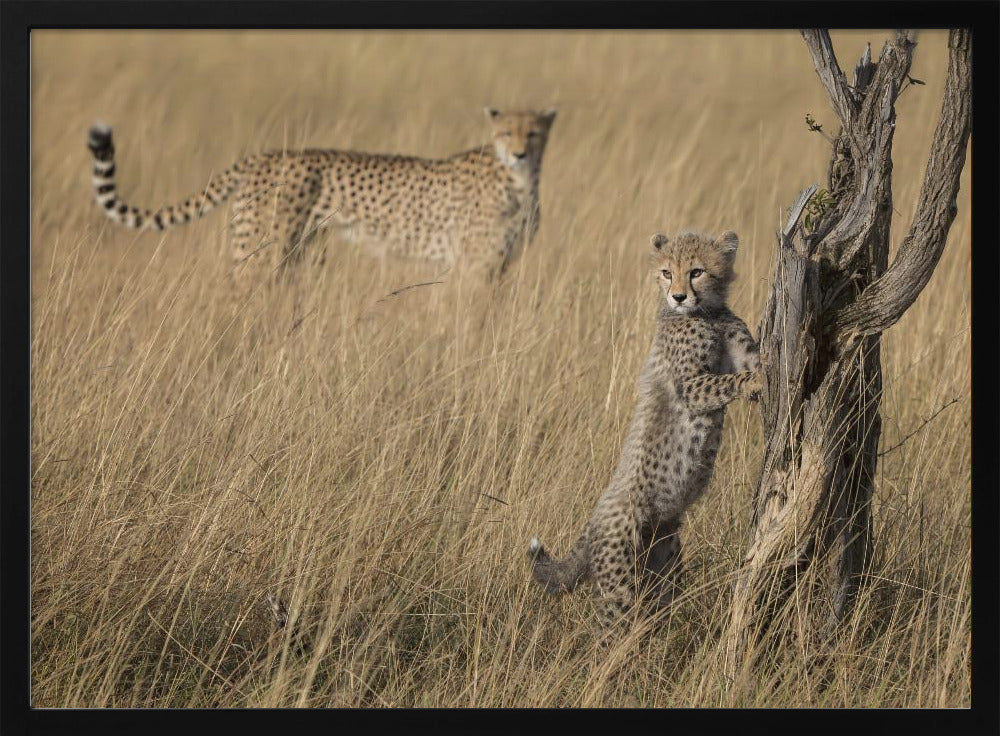 I've Got it Mum | Poster