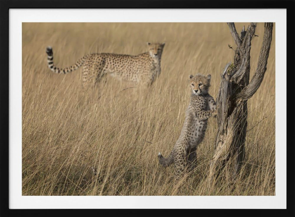 I've Got it Mum | Poster