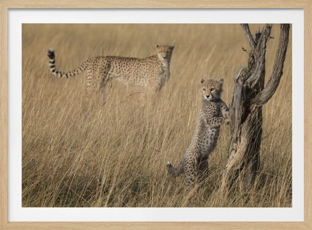 I've Got it Mum | Poster