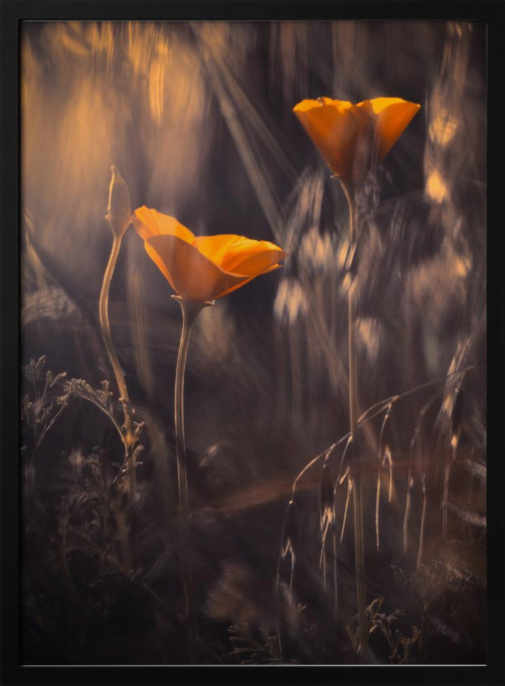 From The Enchanted Secret Garden | Poster