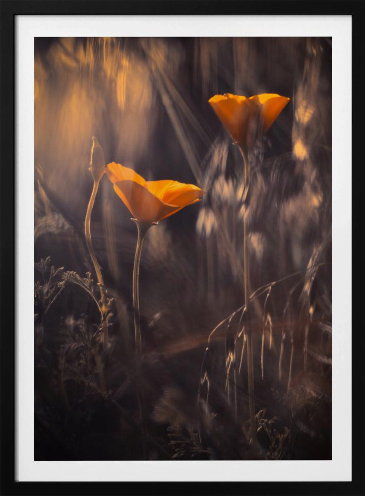 From The Enchanted Secret Garden | Poster