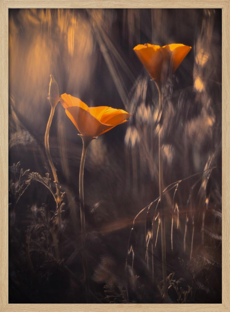 From The Enchanted Secret Garden | Poster