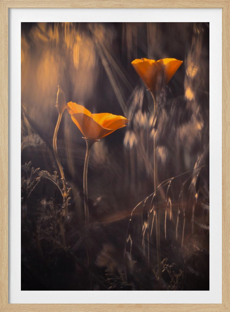 From The Enchanted Secret Garden | Poster