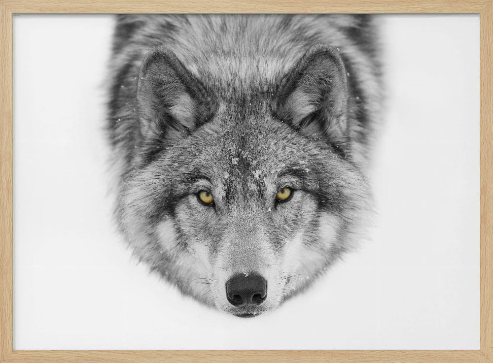 Yellow eyes - Timber Wolf | Poster