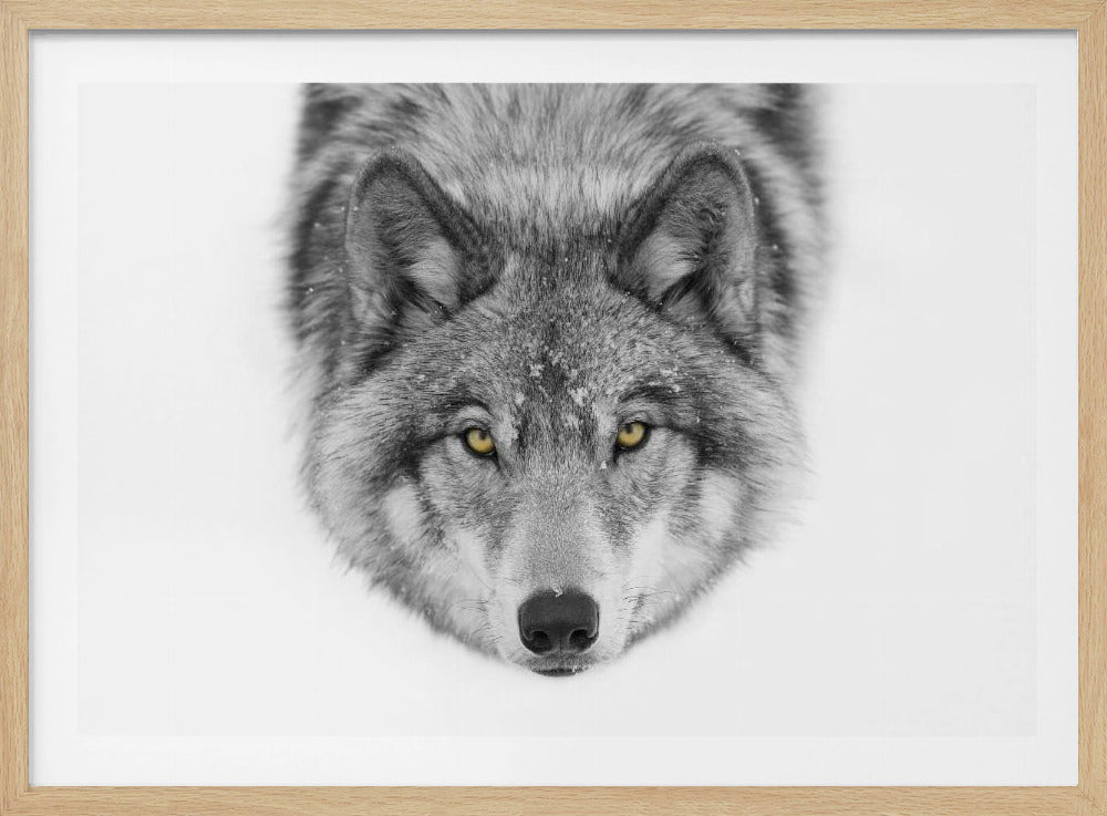 Yellow eyes - Timber Wolf | Poster