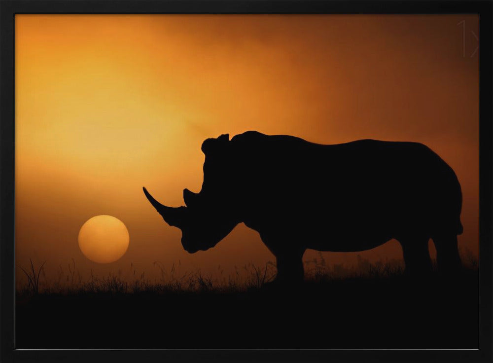 Rhino Sunrise | Poster