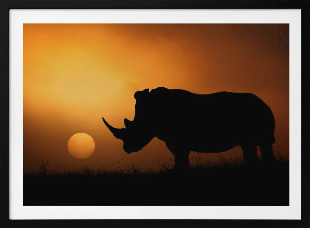 Rhino Sunrise | Poster
