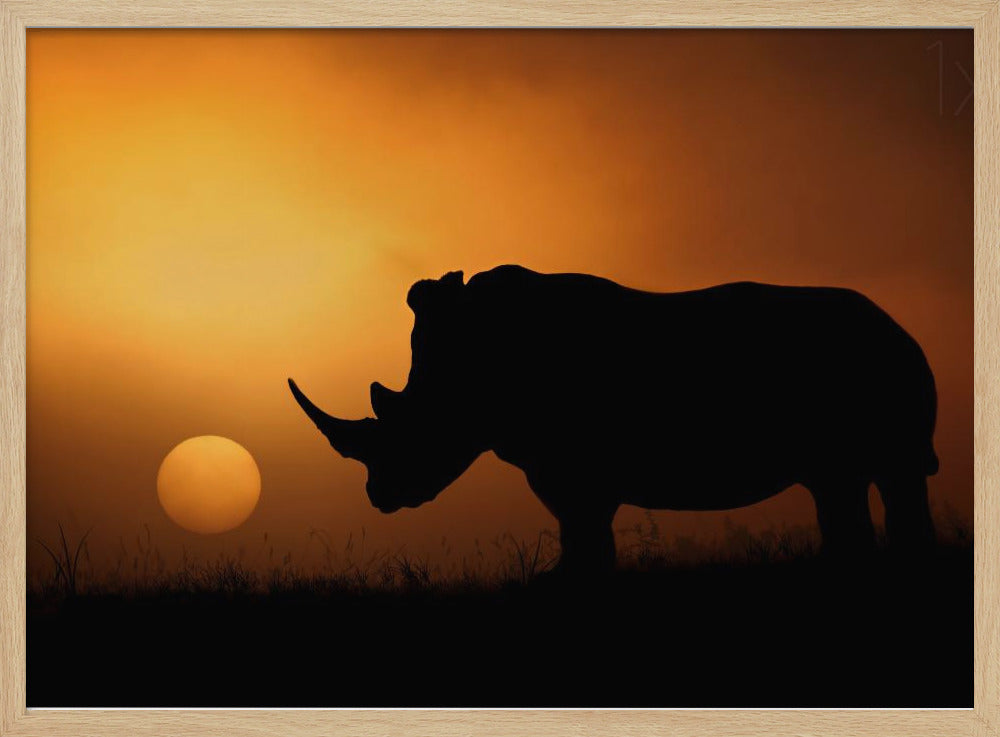 Rhino Sunrise | Poster