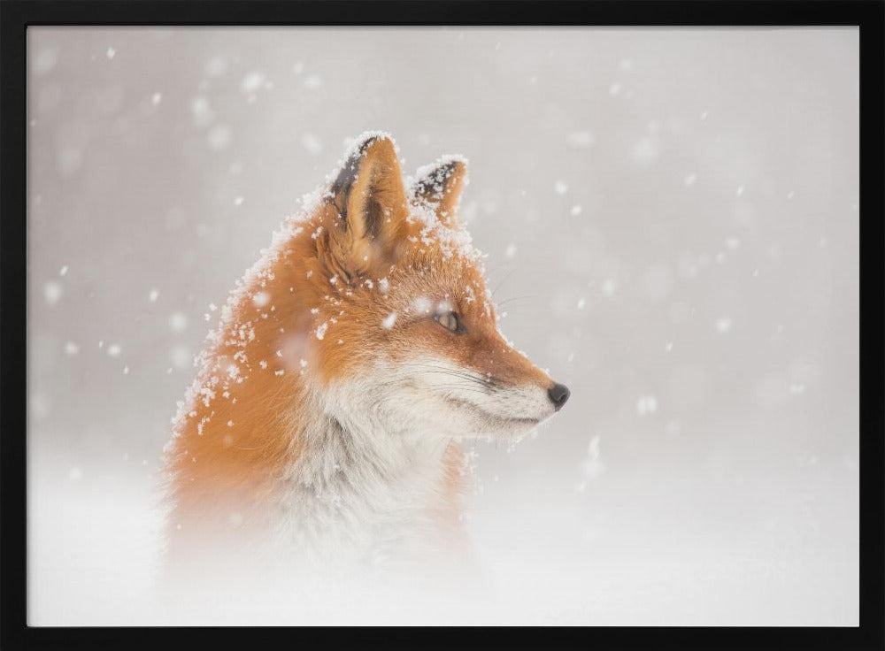 Snow is falling… | Poster