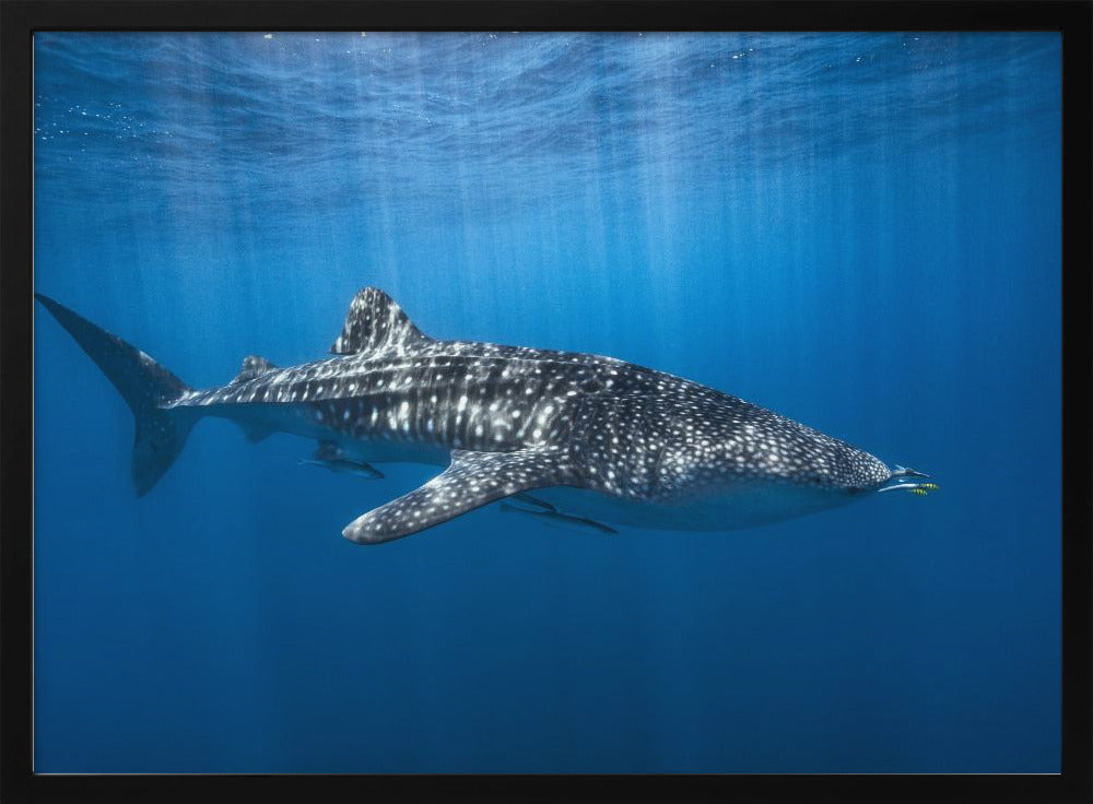 Whale shark in the blue | Poster