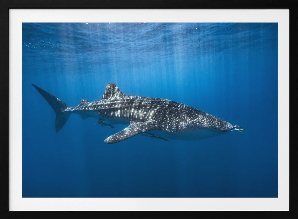 Whale shark in the blue | Poster