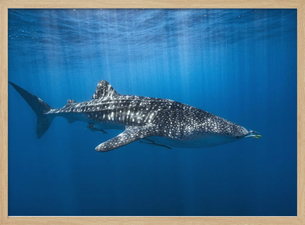 Whale shark in the blue | Poster