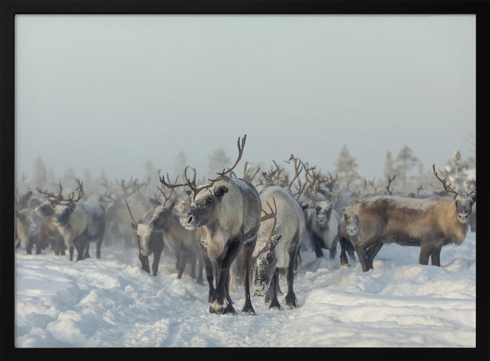 Reindeers | Poster