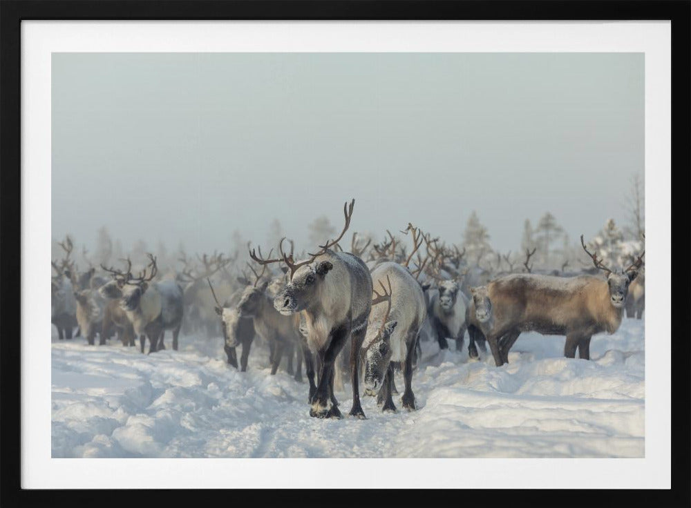 Reindeers | Poster
