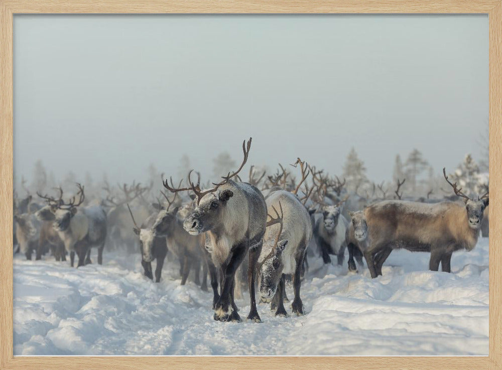 Reindeers | Poster