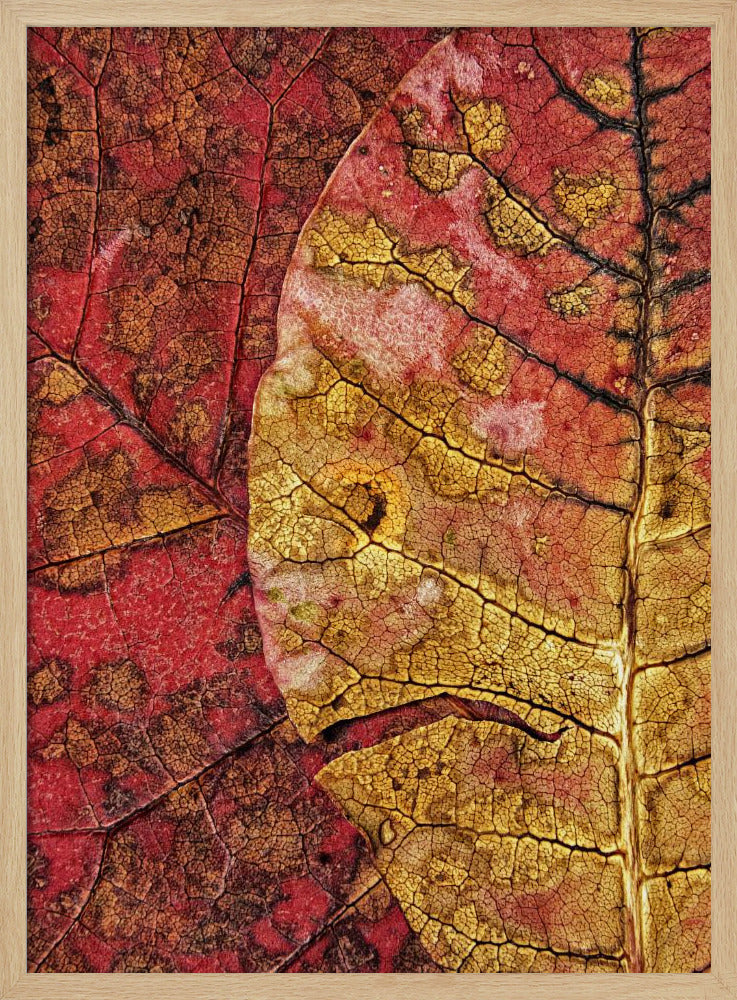 Dying Leaf | Poster