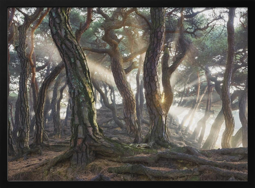 Sacred Pine Trees | Poster