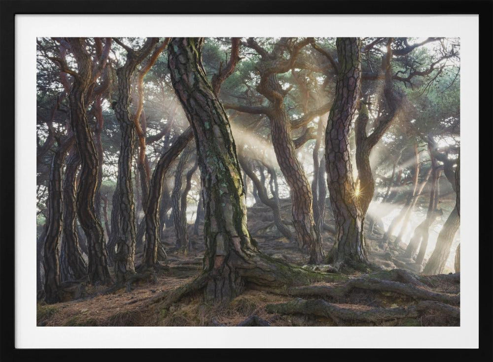 Sacred Pine Trees | Poster