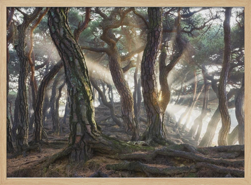 Sacred Pine Trees | Poster