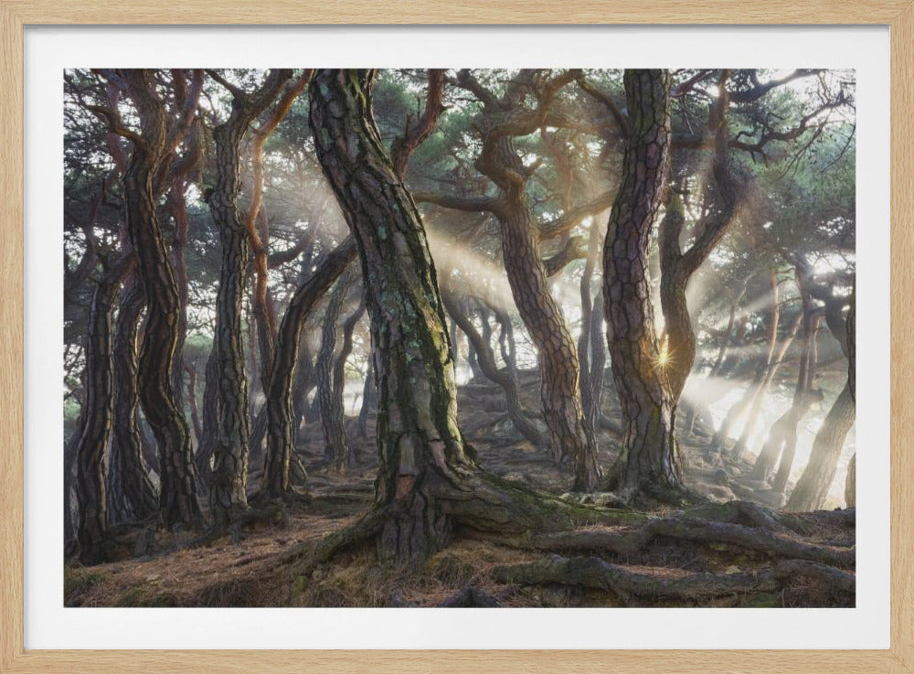 Sacred Pine Trees | Poster