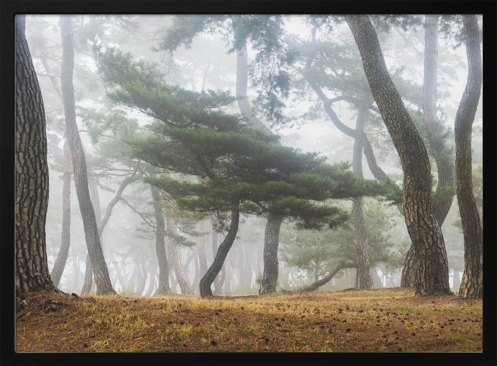 In The Misty Pine Forest | Poster