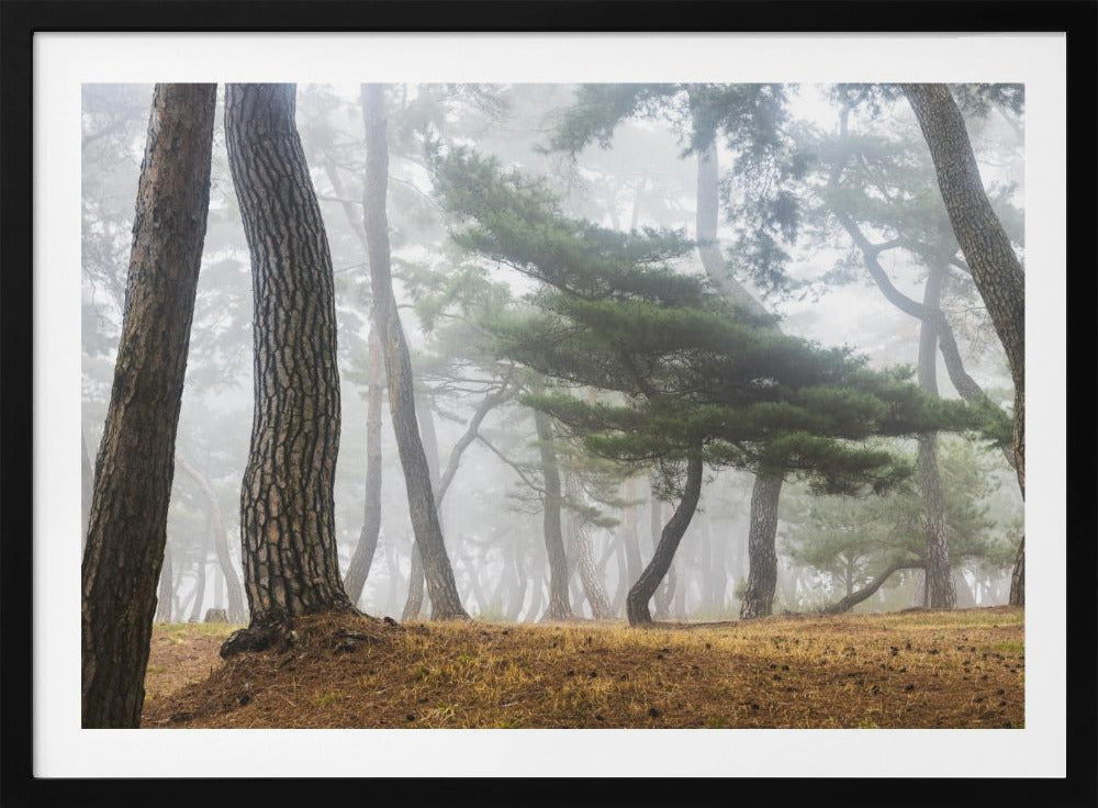 In The Misty Pine Forest | Poster