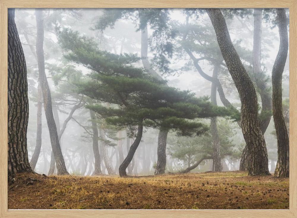 In The Misty Pine Forest | Poster