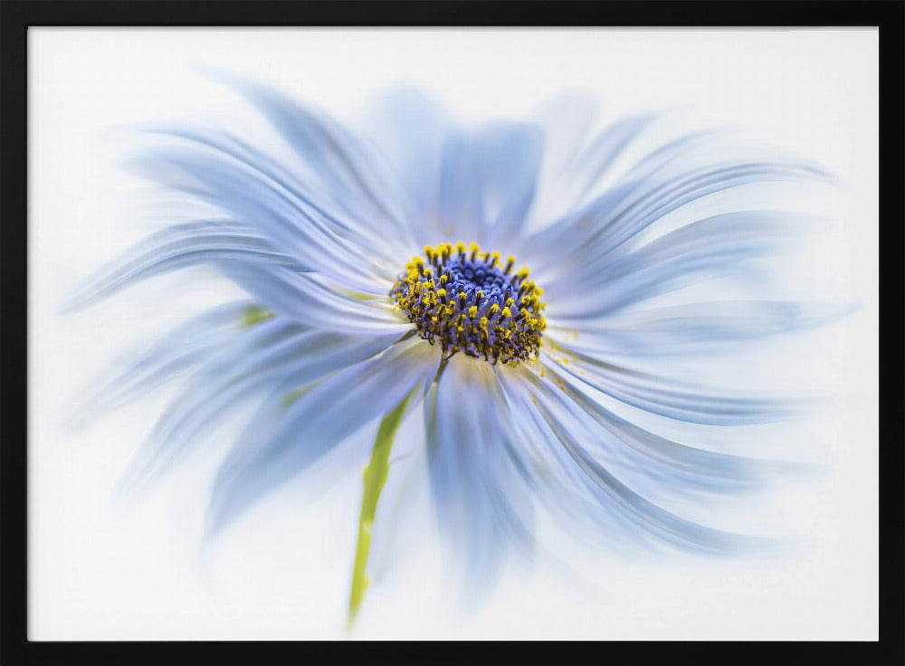 Daisy delight | Poster