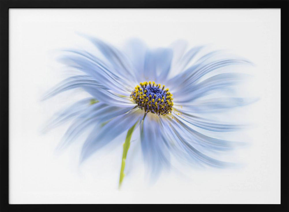 Daisy delight | Poster