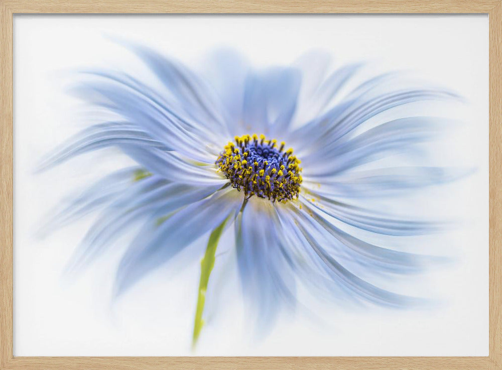 Daisy delight | Poster