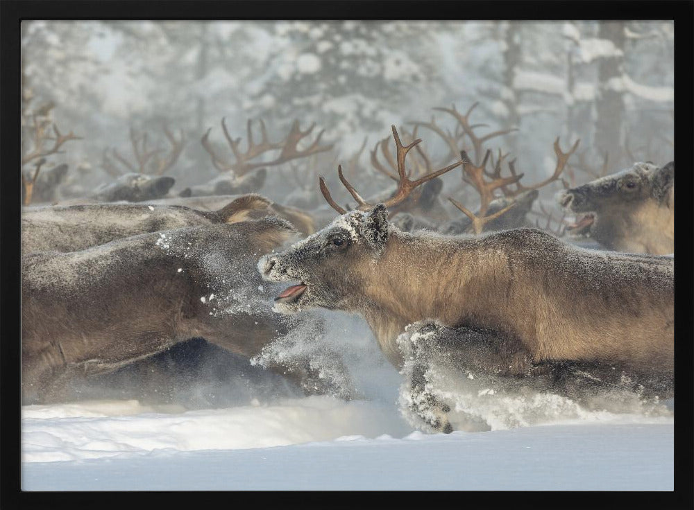 Reindeers III | Poster