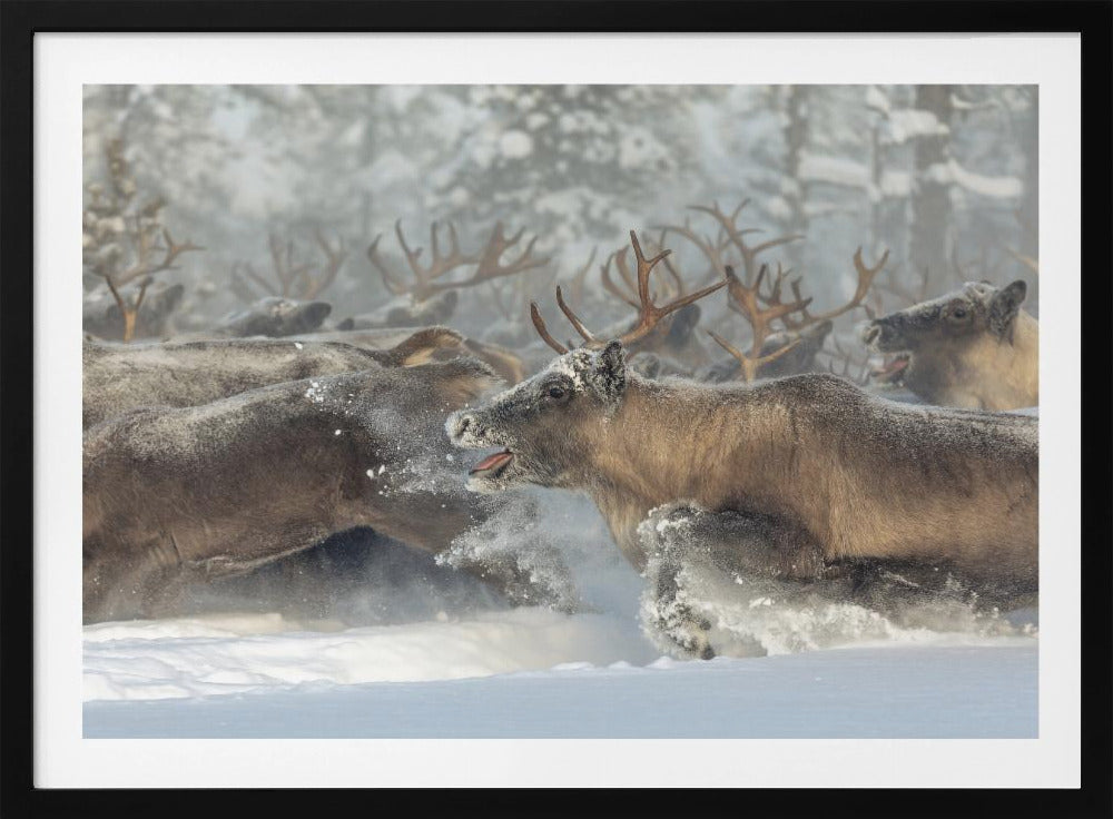 Reindeers III | Poster