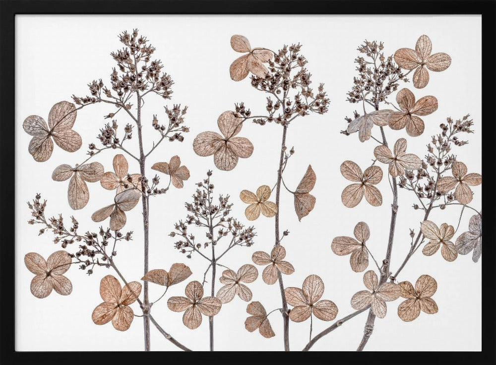 Hydrangea paniculata | Poster