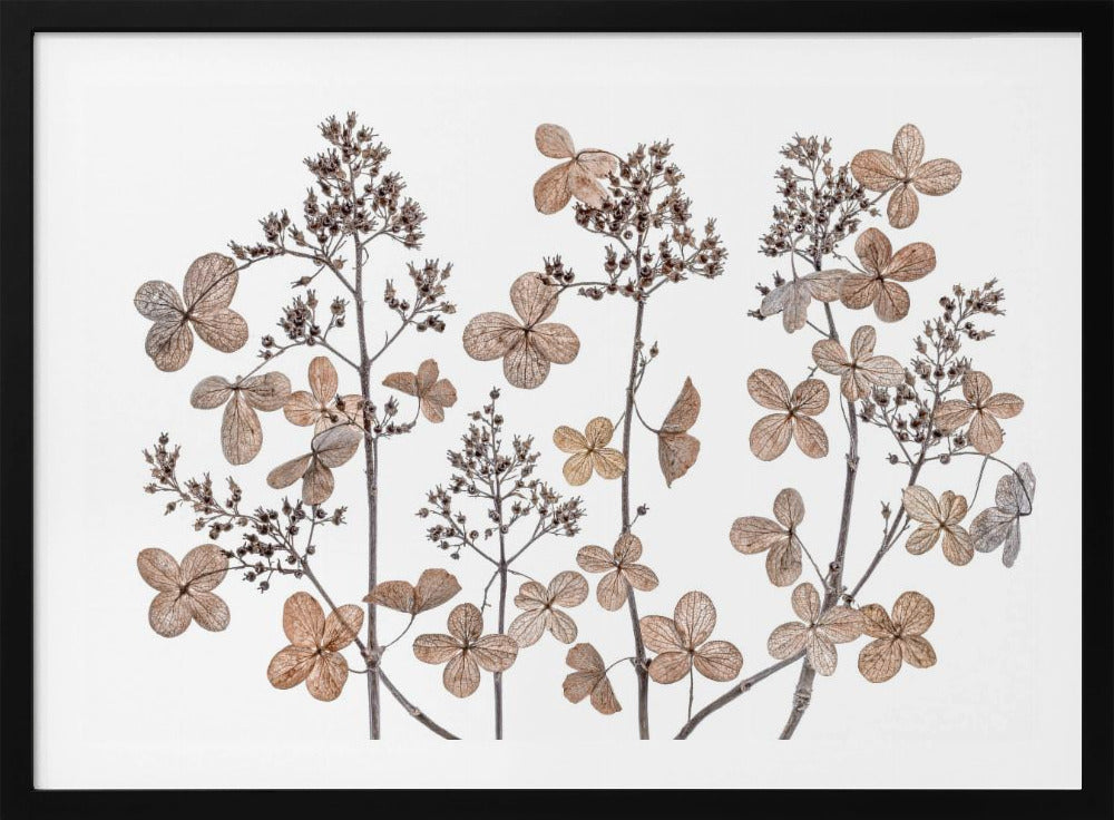 Hydrangea paniculata | Poster
