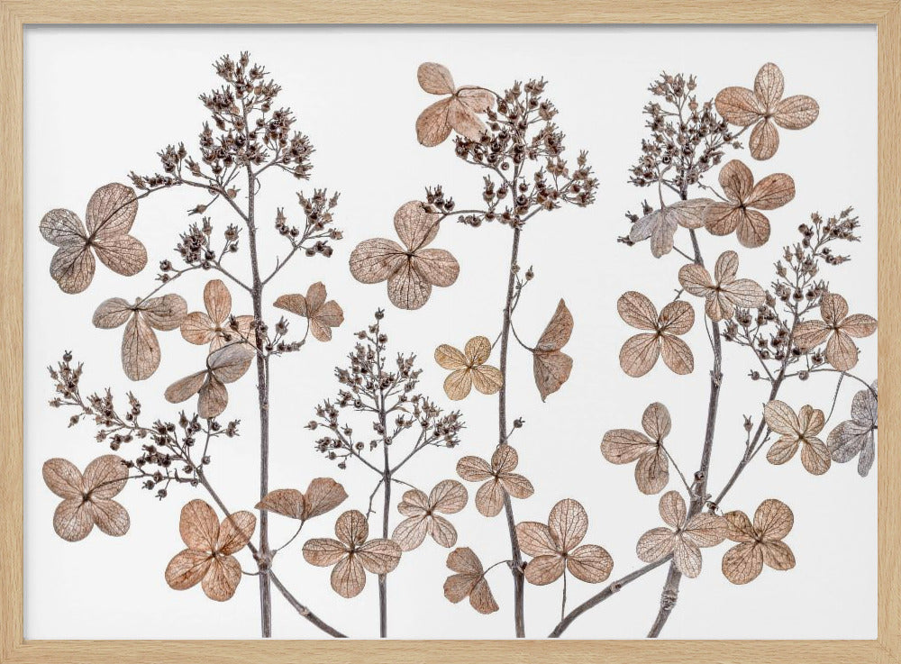 Hydrangea paniculata | Poster