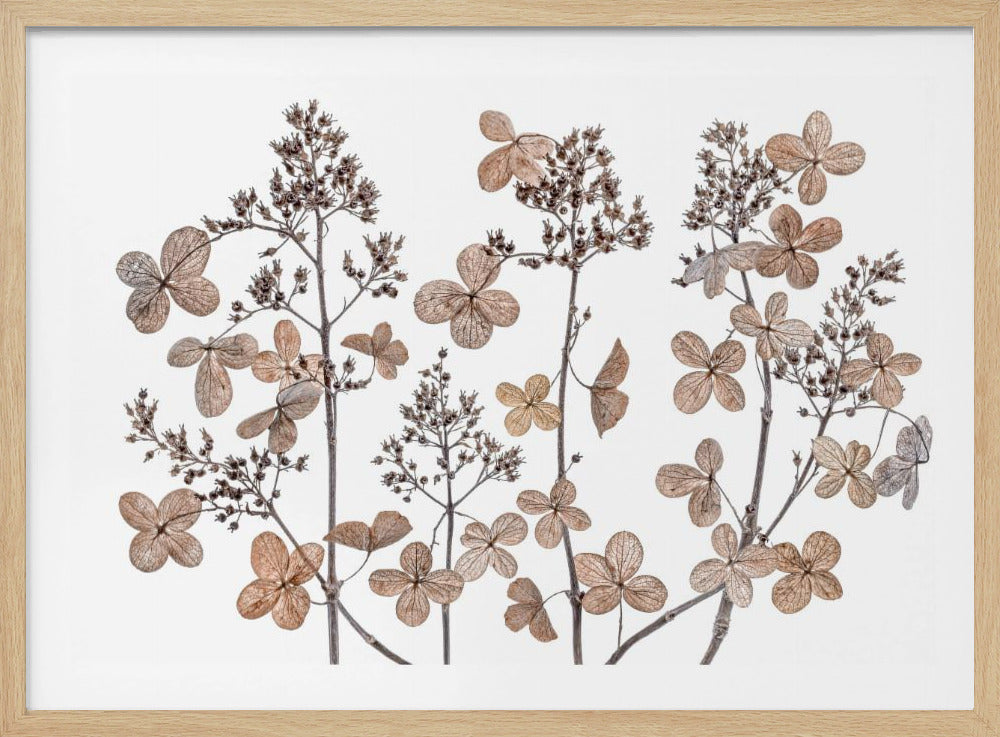 Hydrangea paniculata | Poster