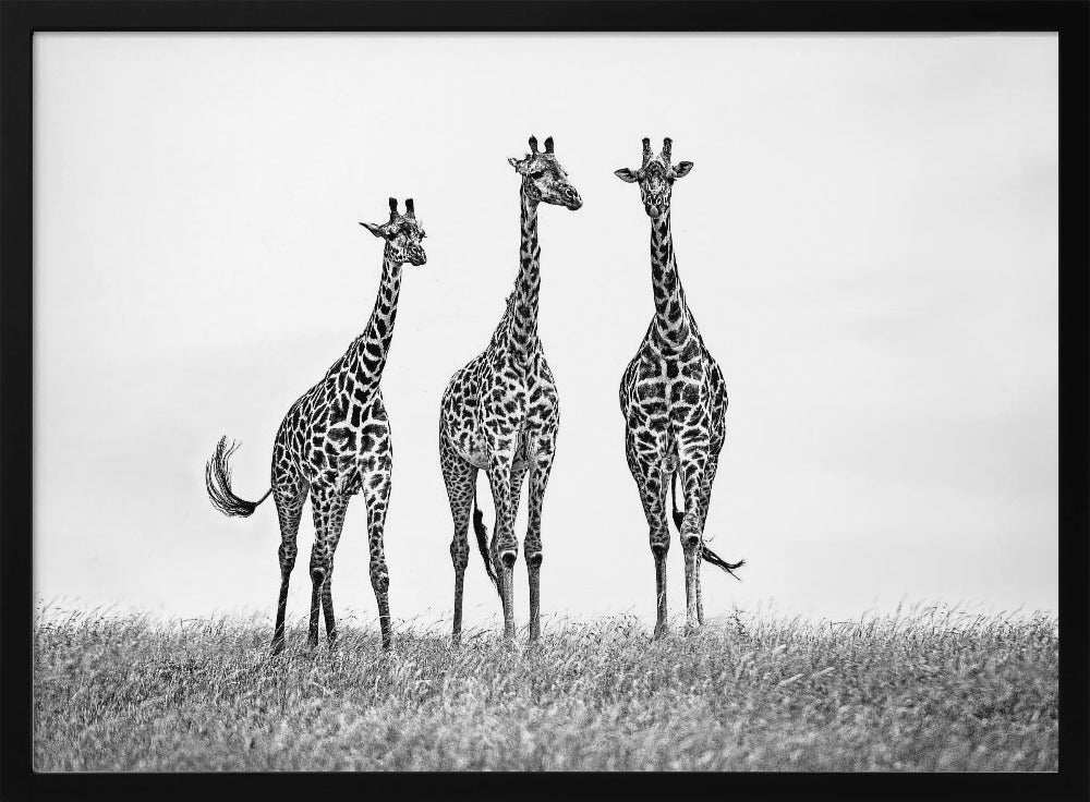 Giraffes in the  Mara plains | Poster