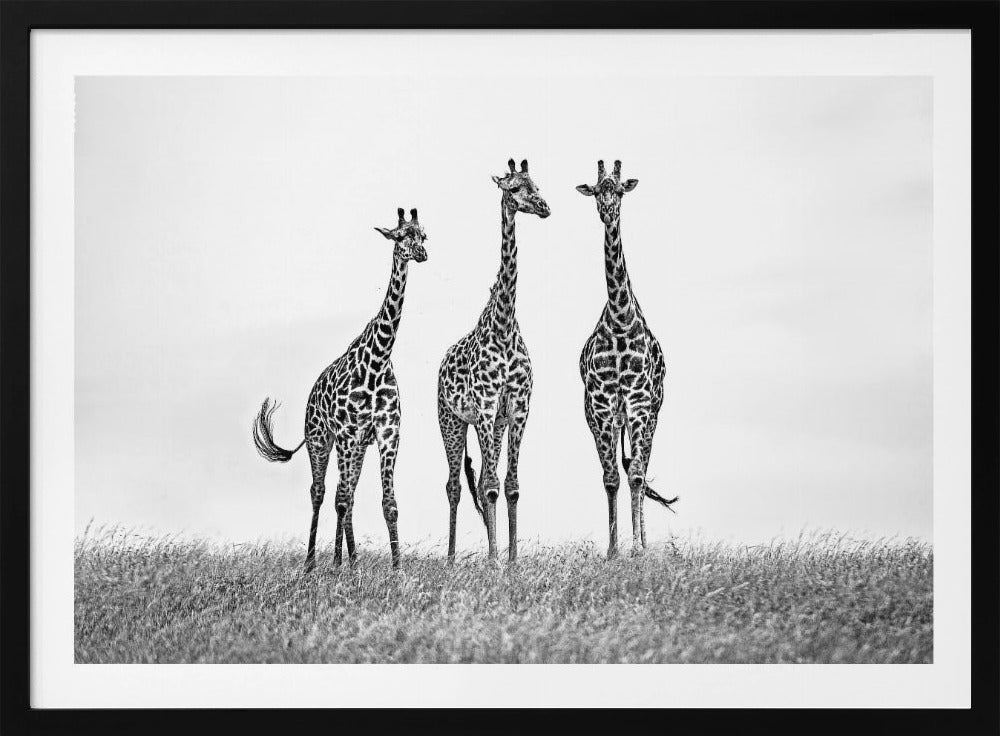 Giraffes in the  Mara plains | Poster