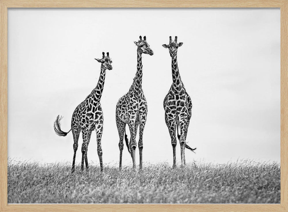 Giraffes in the  Mara plains | Poster