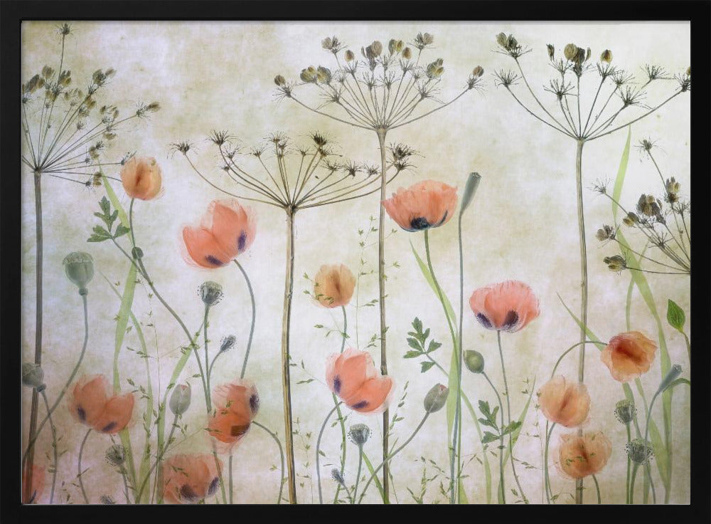 Poppy Meadow | Poster