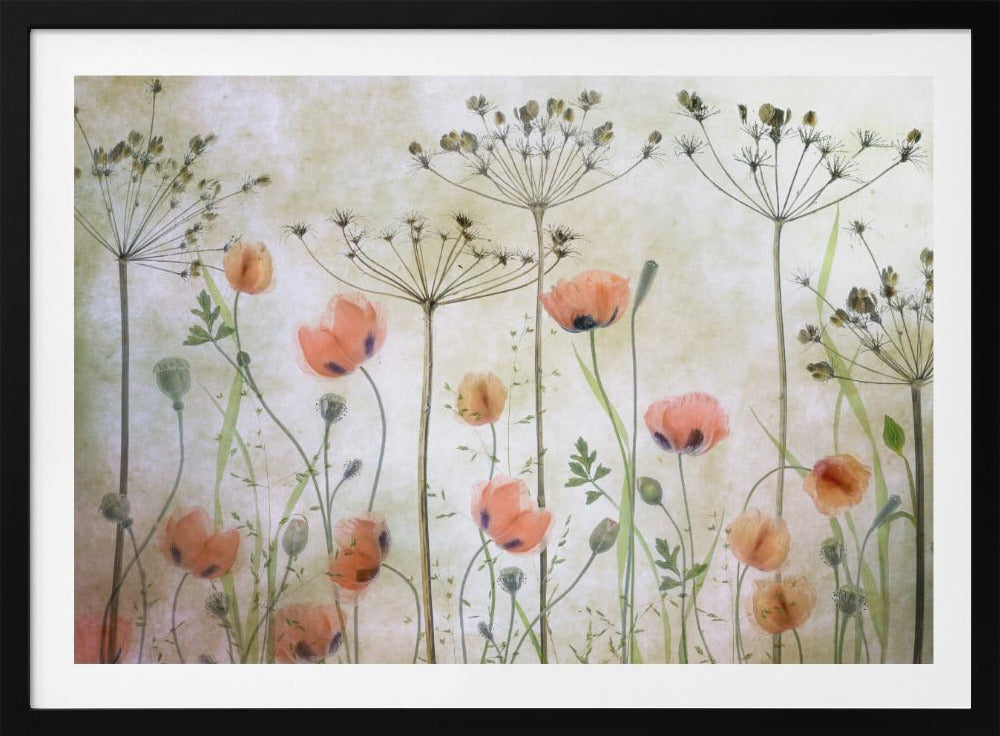 Poppy Meadow | Poster