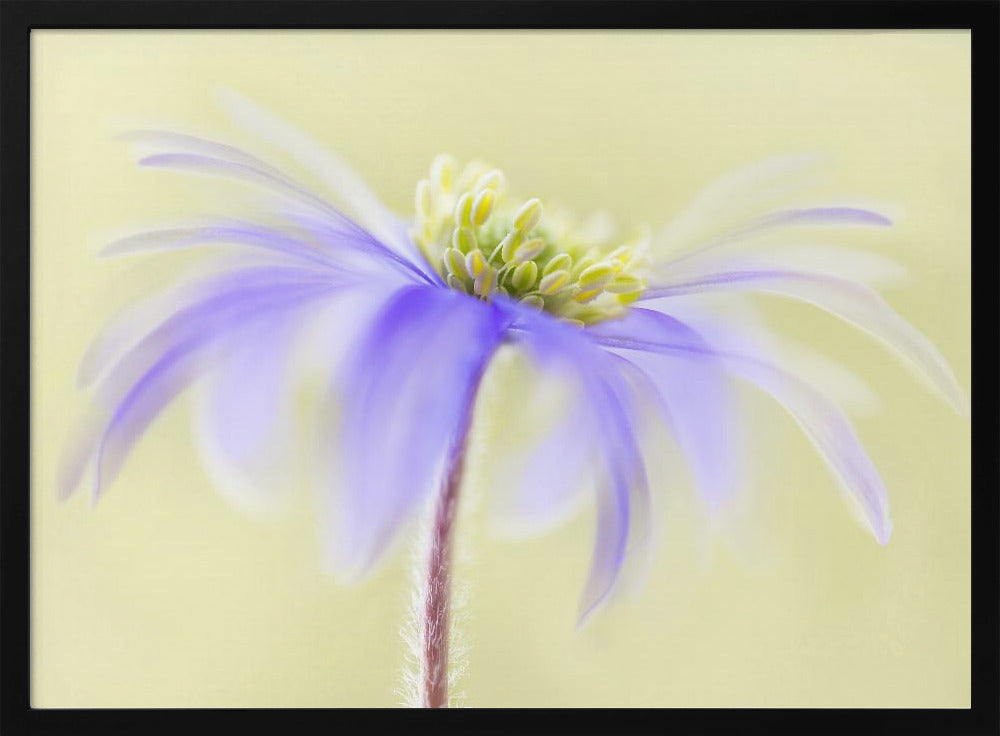 Anemone Blanda | Poster