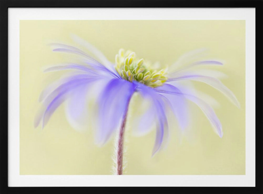 Anemone Blanda | Poster